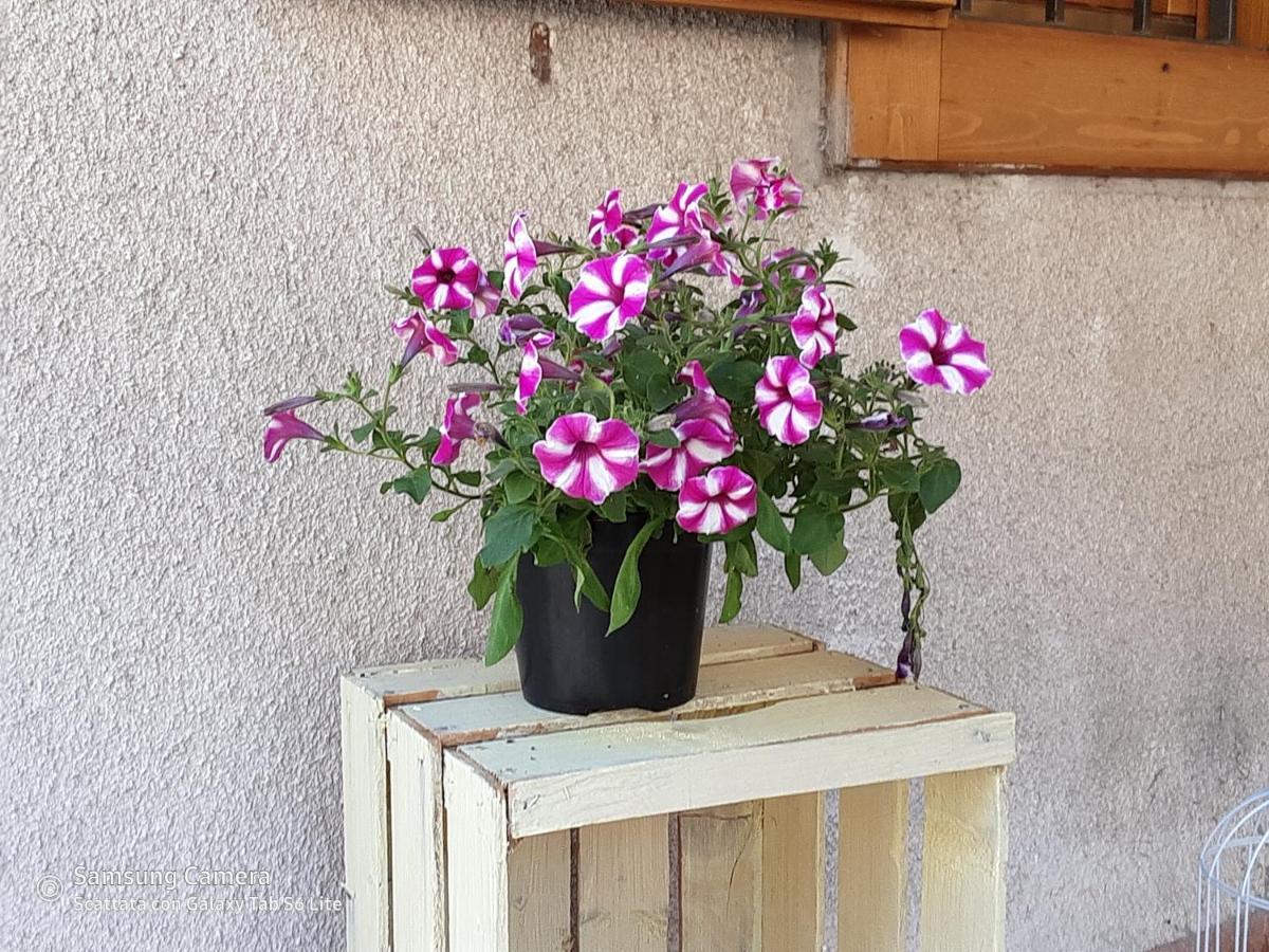 B&B Anna Rovere della Luna 外观 照片